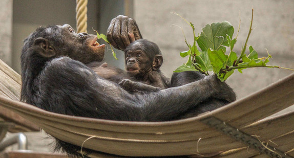 Bonobo-Nachwuchs in der Wilhelma (Foto: Wilhelma)
