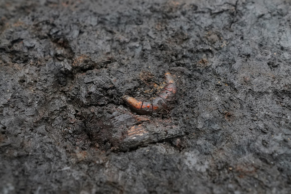 Bernsteinfibel in originaler Fundlage. Ein ähnliches Stück wurde 2010 nur 100 Meter ent-fernt des aktuellen Grabungsortes entdeckt. Bis dato waren die Bernsteinfibeln nördlich der Alpen unbekannt.