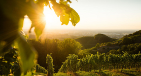 Blick &uuml;ber eine gr&uuml;ne Landschaft in der Abendsonne
